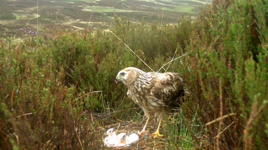 Hen harrier