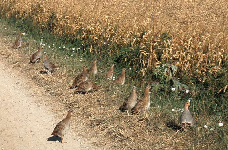 Covey of grey partridges