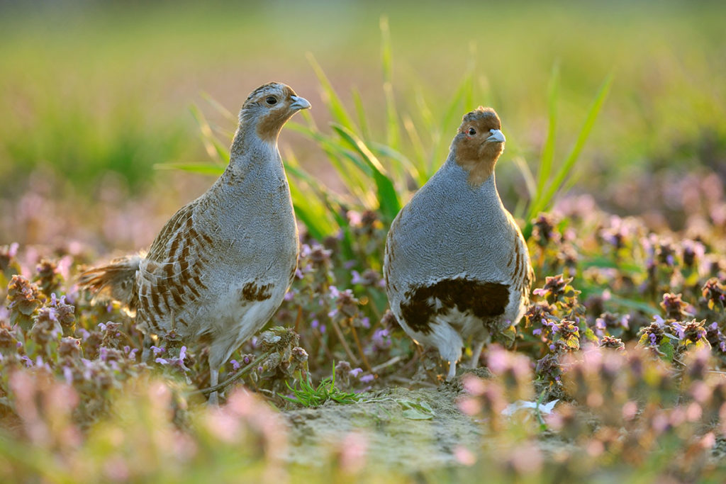 Grey partridge pair (Credit: Rollin Verlinde)