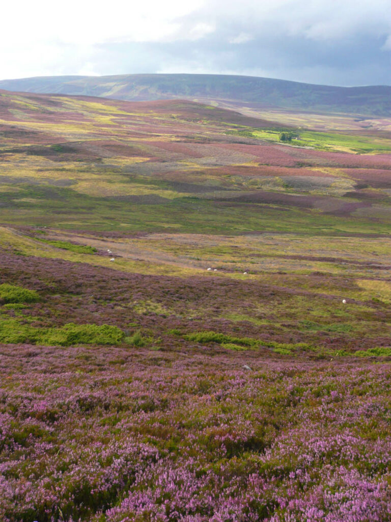 Heather bloom at Gairnshiel