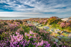 Upland heather moorland