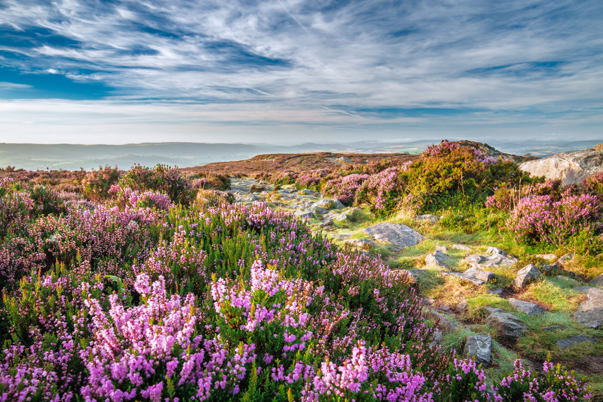 Is 75 Of The Worlds Heather Moorland In The Uk What The Science Says