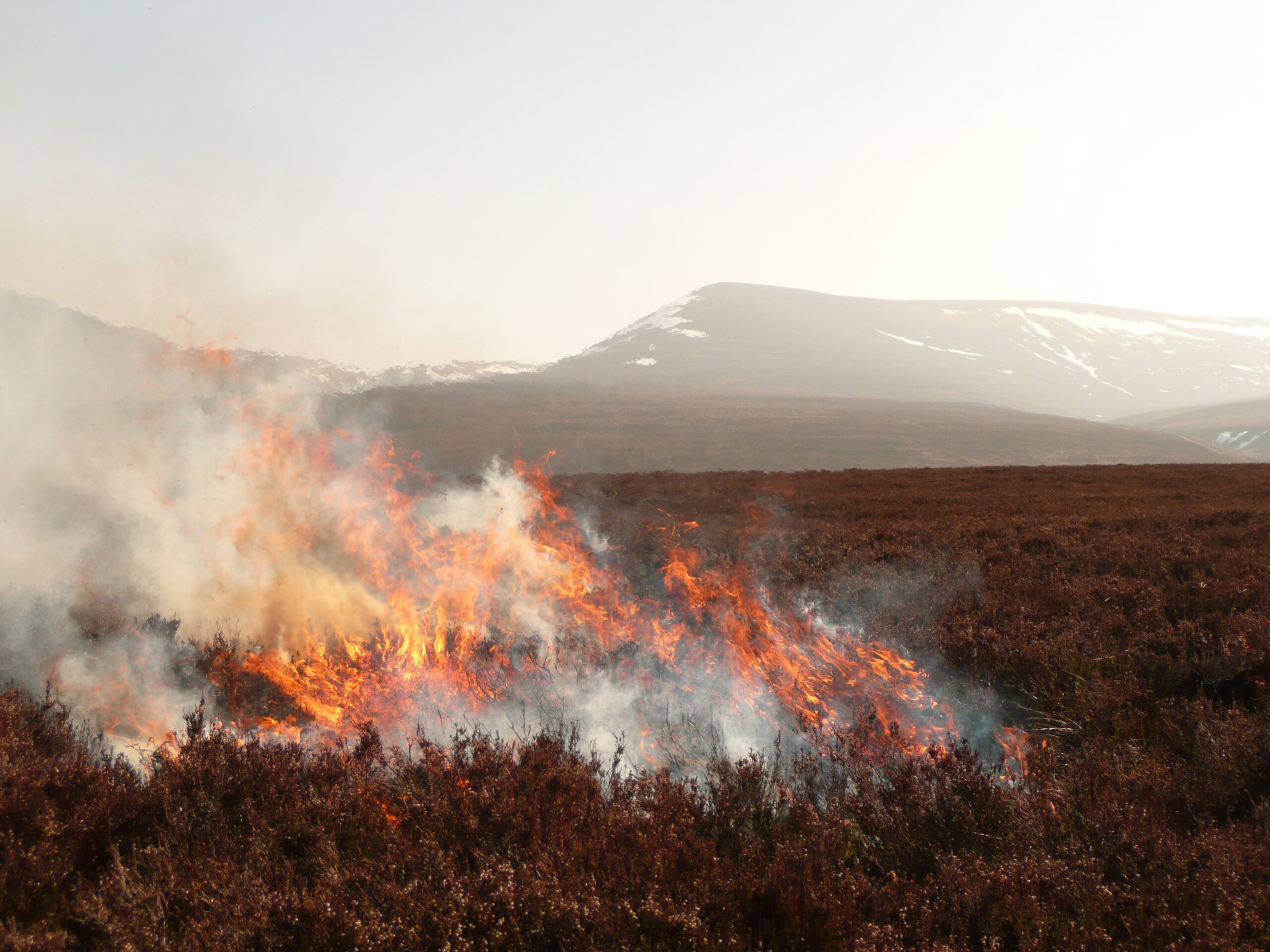 Controlled heather burn