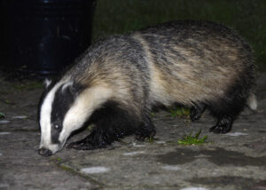 Badger in a garden. (by Chris P, licensed under CC BY 2.0)