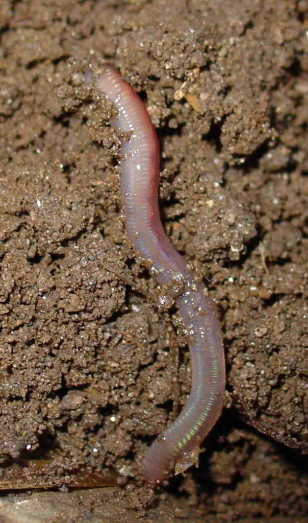 Earthworm (by Luis Miguel Bugallo Sánchez, licensed under CC BY-SA 3.0)